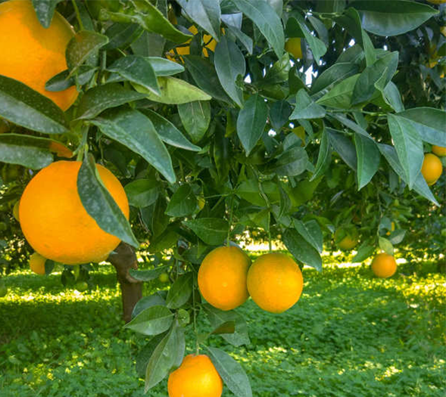 marmelade oranges Kalios