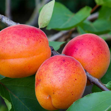 JOYCE Jus de fruit abricot MyEpicerie