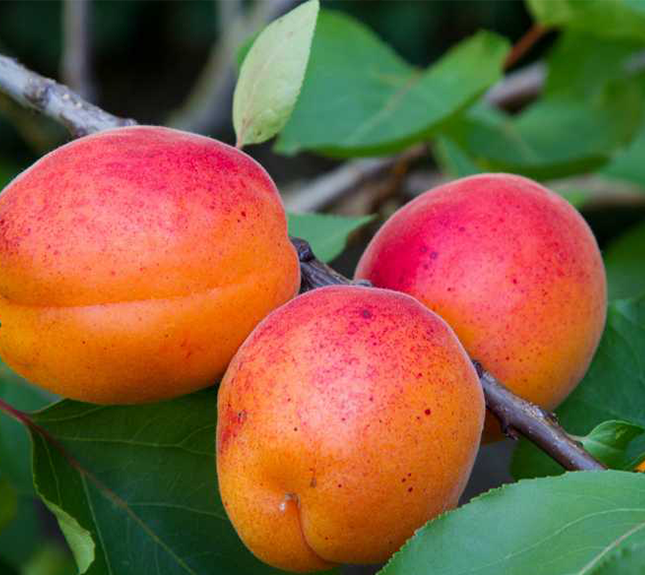 JOYCE Jus de fruit abricot MyEpicerie