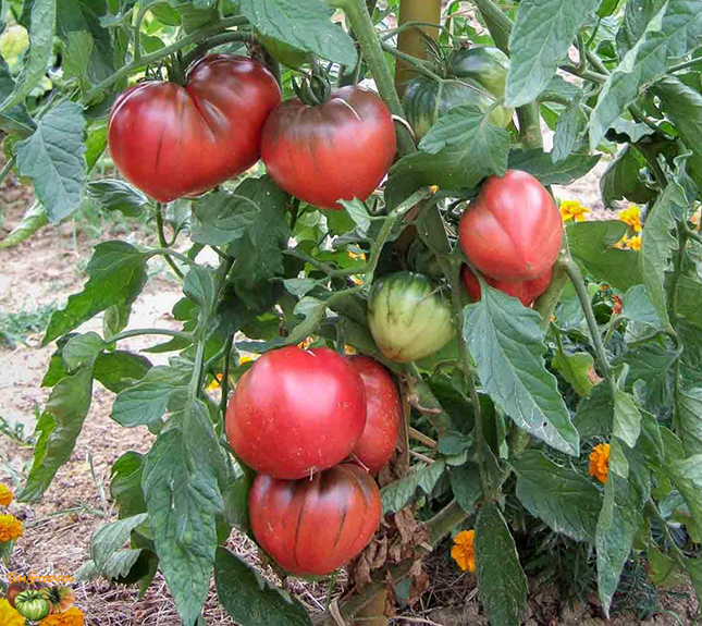 Joyce jus de tomate 25cl MyEpicerie